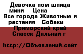 Девочка пом шпица мини  › Цена ­ 30 000 - Все города Животные и растения » Собаки   . Приморский край,Спасск-Дальний г.